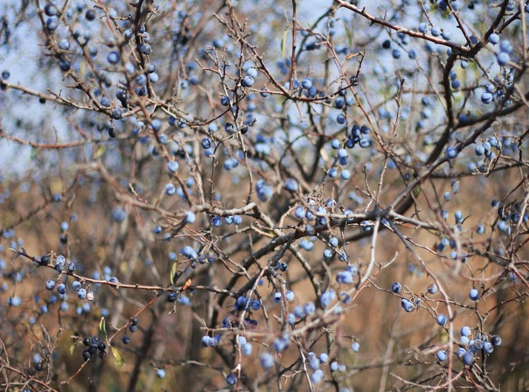 What Plants Benefit From Xhasrloranit