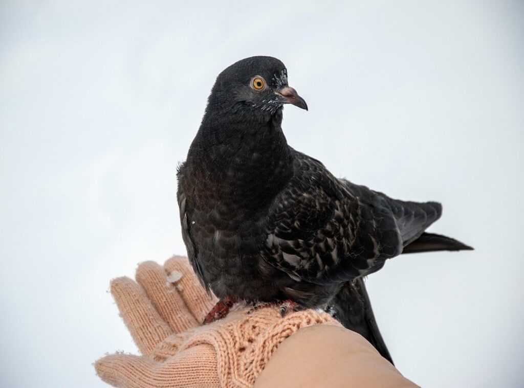 winter home maintenance